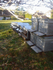 rucher1.gif