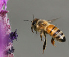 abeille.jpg