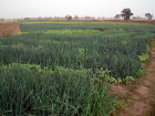 CIMG0420.jpg
