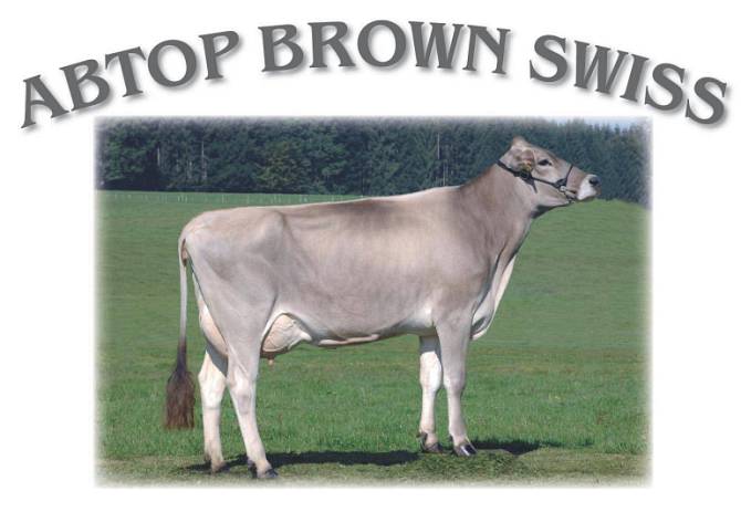 Abtop Brown Swiss, Quelle f&uuml;r exklusive Braunvieh-Genetik