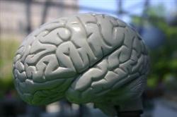 Zuviel Eiwei&szlig; al sUrsache f&uuml;r Hezinfarkt, Schlaganfall, Alzheimer. Ern&auml;hrungsberatung bei Acti-Fit, Fit-& Gesundheitscenter Nieder-Olm (Mainz)