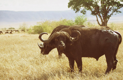 Afrika Reise, Afrika Trekking, Abenteuer Reise, Tansania