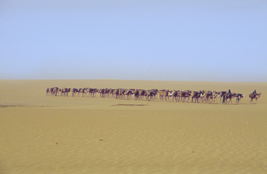 Algerien, Sahara, Kameltrekking, Afrika Trekking, Abenteuer Reise 