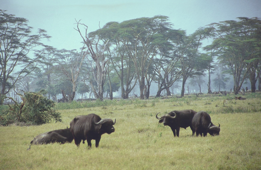 Tansania, Kilimanjaro, Afrika Reise, Afrika Trekking, Abenteuer Reise 