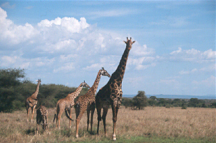 Tansania, Kilimanjaro, Serengeti, Afrika Reise, Afrika Trekking