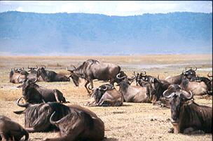 Tansania, Kilimanjaro, Serengeti, Afrika Reise, Afrika Trekking