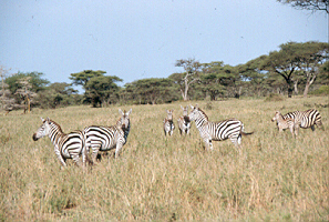 Tansania, Kilimanjaro, Serengeti, Afrika Reise, Afrika Trekking