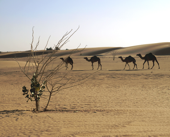 Mauretanien, Sahara, Kameltrekking, Afrika Reise, Afrika Trekking