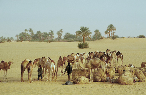 Niger, Iferouane, Agadez, W&uuml;stentour, Kameltrekking