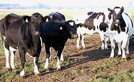 Tierzucht