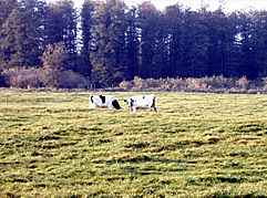 Tierzucht