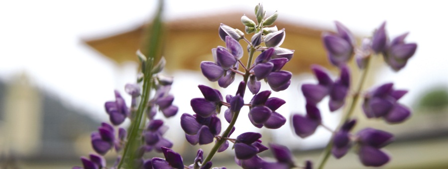 s16-lupine-9021.jpg