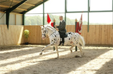 Hugin im starken Trab