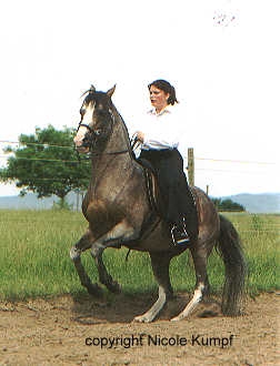 Coqulicot