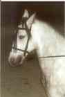 Julio (Andalusier) vorher Julio (Andalusier) vorher