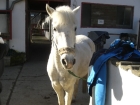 Pegasus Vorher Pegasus Vorher