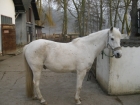 Pegasus Vorher Pegasus Vorher