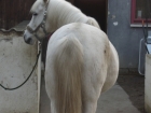 Pegasus Vorher Pegasus Vorher