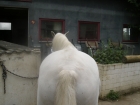 Pegasus Nachher Pegasus Nachher