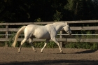 Pegasus Nachher mit runder Muskulatur Pegasus Nachher mit runder Muskulatur