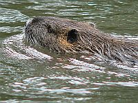 Kanu fahren - schwimmender Nutria