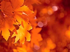 Herbstlandschaft im Schwarzwald