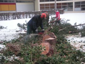 Pflege|F�llarbeiten|Kundeng�rtner Fiore|Neuendorf