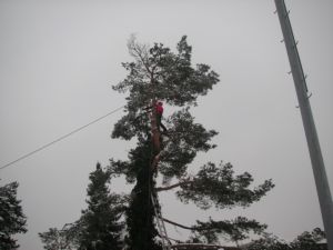 Pflege|F�llarbeiten|Kundeng�rtner Fiore|Neuendorf