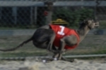 Arthritis Hunde
