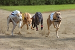 Hundefutter getreidefrei