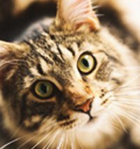 Katzenfutter