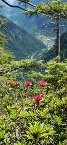 Natur pur
