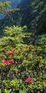 Natur pur