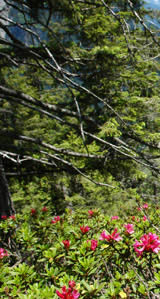 Natur pur