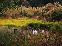 Moorlandschaft
