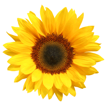 Sonnenblume