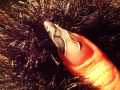 ongles 001.jpg