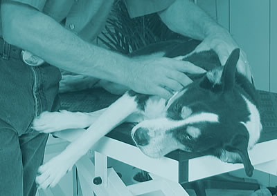 animal-physio-willkommen