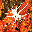Libelle