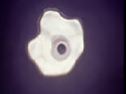 Wasser ohne WillauTronic Mikrowellen-Chip