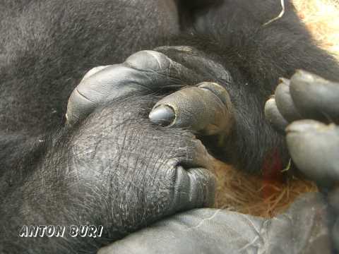 Gorilla H&auml;nde. Fografie von Anton Buri, freischaffender K&uuml;nstler, Lohn - Ammannsegg, Schweiz