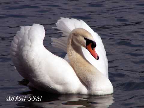 Sch&ouml;ner Schwan auf den Rhein. Anton Buri, fotograf, Lohn - Ammannsegg, Schweiz