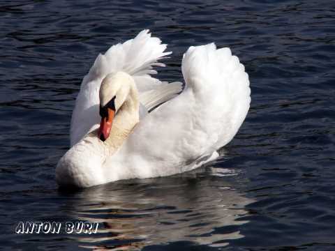 Schwan auf dem Rhein. Foto von Anton Buri, Architekt HTL, Lohn - Ammannsegg, Schweiz