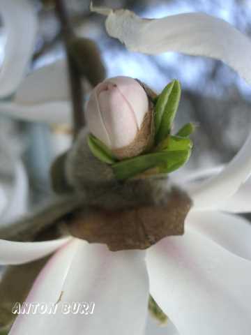 Fr&uuml;hlingserwachen einer Bl&uuml;te. Aufnahme von Anton Buri, Kunst und Architektur, Lohn - Ammannsegg, Schweiz