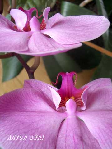 Violette Orchideenbl&auml;tter. Photogrphie von Anton Buri, Kunst + Architektur, Lohn - Ammannsegg, Schweiz