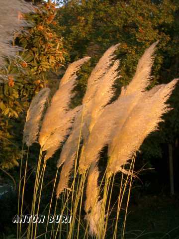 Goldene Binsen im Herbstwind. Anton Buri, Kunst + Architektur, Lohn - Ammannsegg, Schweiz