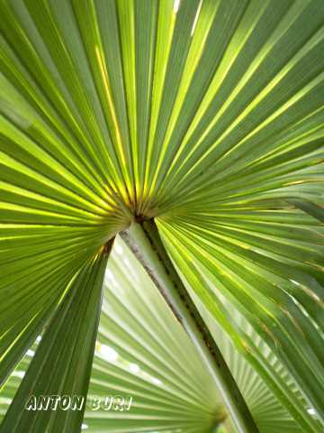 Blick in eine Tessiner Palme, Licht und Schattenspiel, gepaar mit Gr&uuml;nt&ouml;nen. Anton Buri, Kunstschaffender, Lohn - Ammannsegg, CH
