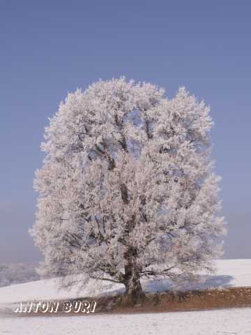 Pr&auml;chtiger Winterbaum. Foto von Anton Buri, Fotograph in Lohn - Ammannsegg, Schweiz