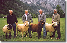 Alpines Steinschaf,  mit Viktor Prusko,    Wei�es Bergschaf, Braunes Bergschaf und Brillenschaf