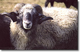 Steinschafbock  von Viktor Prusko
